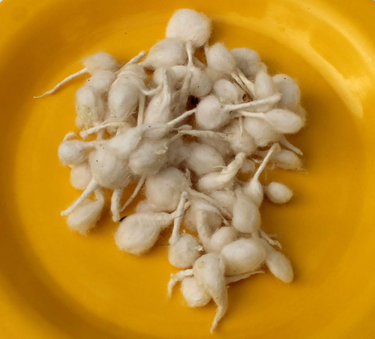 Diya Vaat (Cotton Wicks: Standing - Small size)